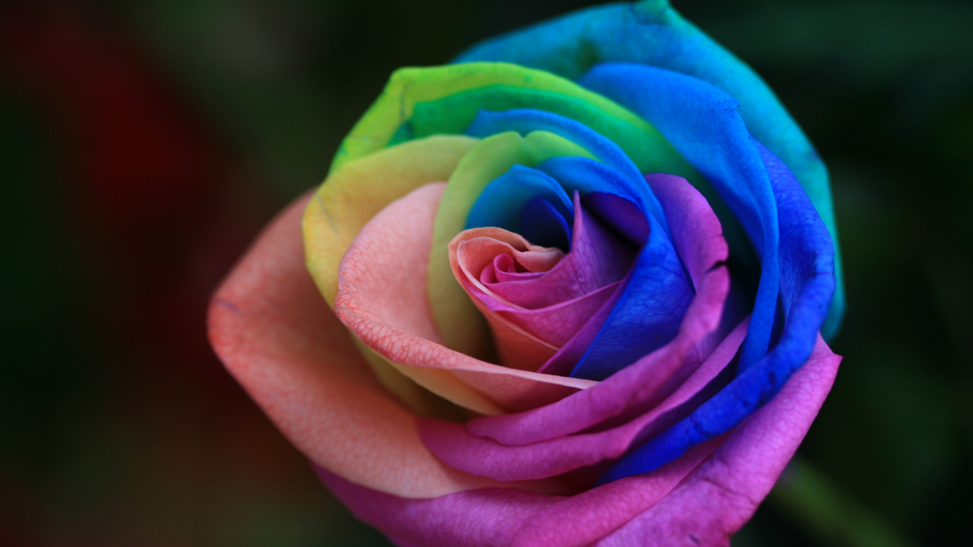 Rosa Púrpura en Flor en Fotografía de Cerca. Wallpaper in 1366x768 Resolution