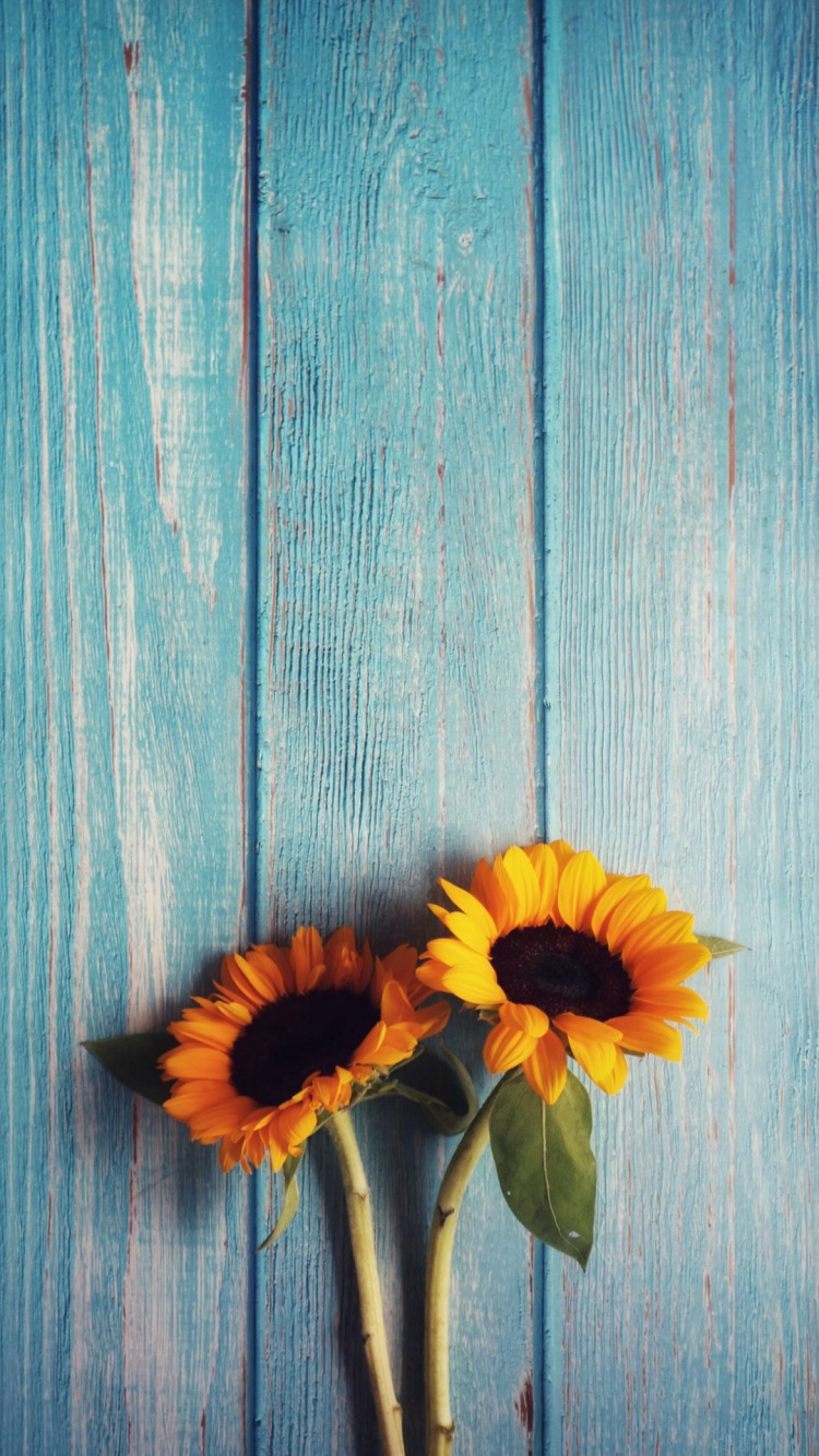 Pétalo, Azul, Naranja, Madera, Rectángulo. Wallpaper in 750x1334 Resolution