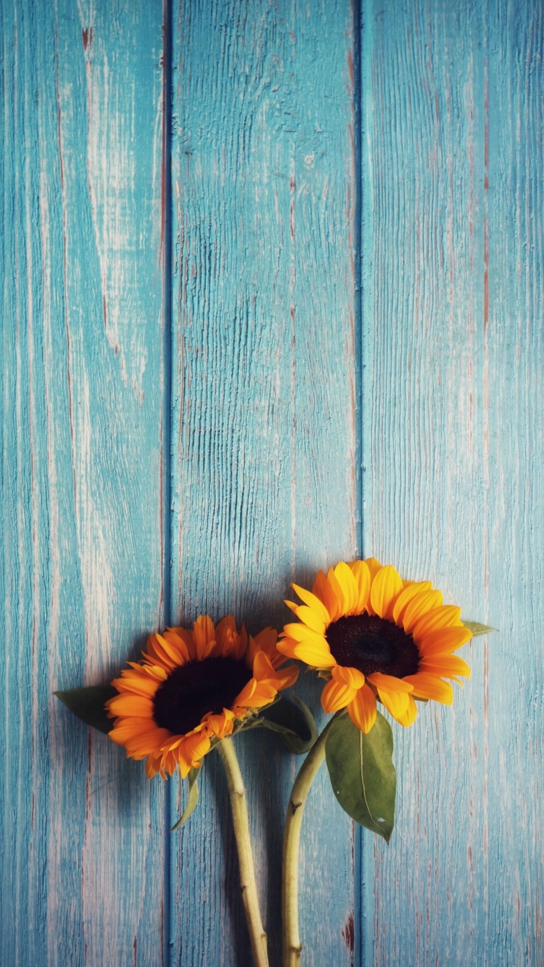 Sunflowers, Flower, Colorfulness, Petal, Leaf. Wallpaper in 1080x1920 Resolution