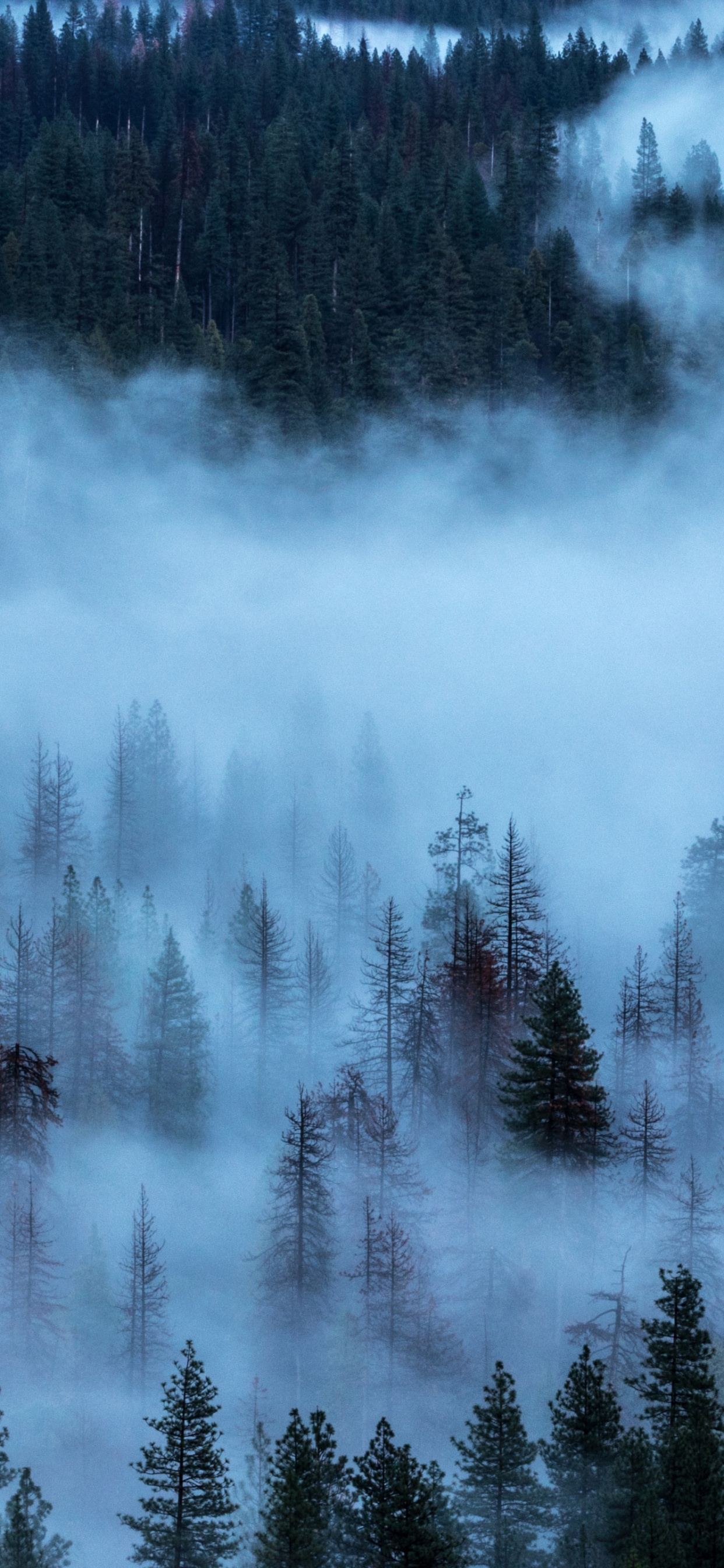 Green Pine Trees Covered With White Clouds. Wallpaper in 1242x2688 Resolution