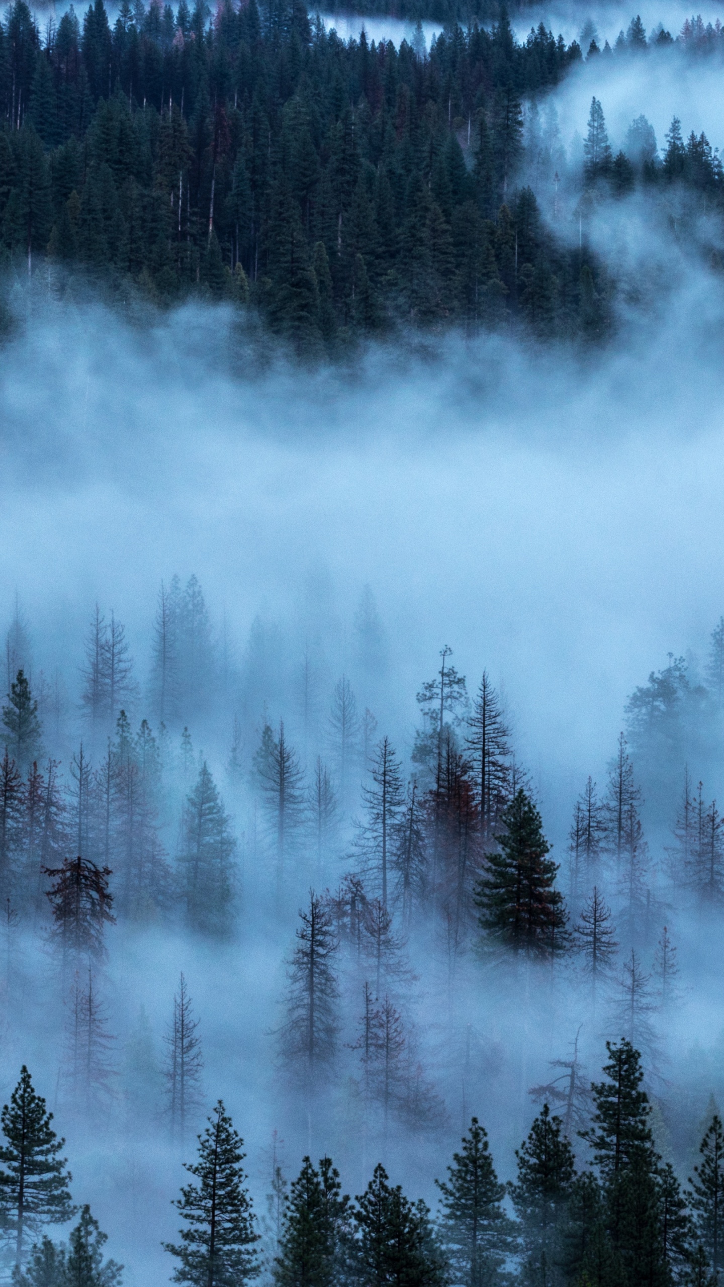 Green Pine Trees Covered With White Clouds. Wallpaper in 1440x2560 Resolution