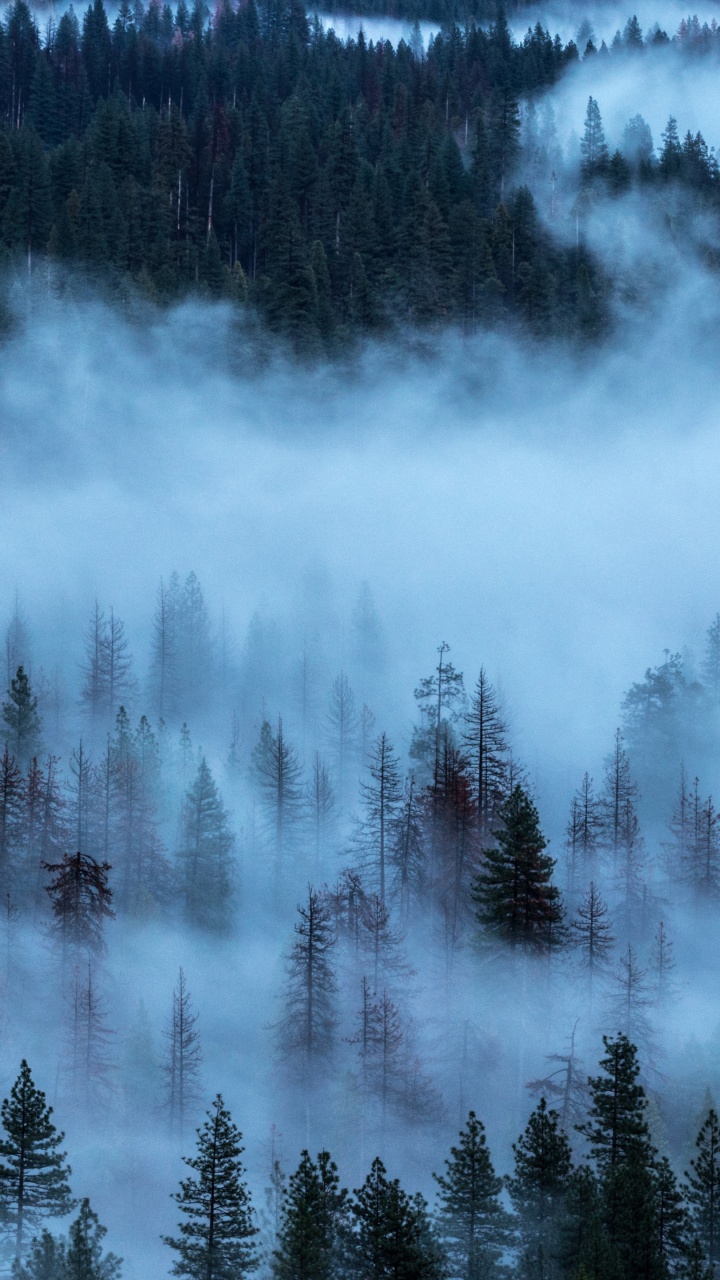 Green Pine Trees Covered With White Clouds. Wallpaper in 720x1280 Resolution