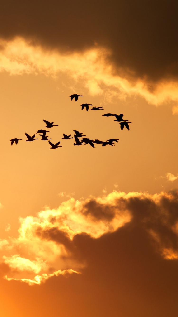 Birds Flying Under Cloudy Sky During Sunset. Wallpaper in 750x1334 Resolution