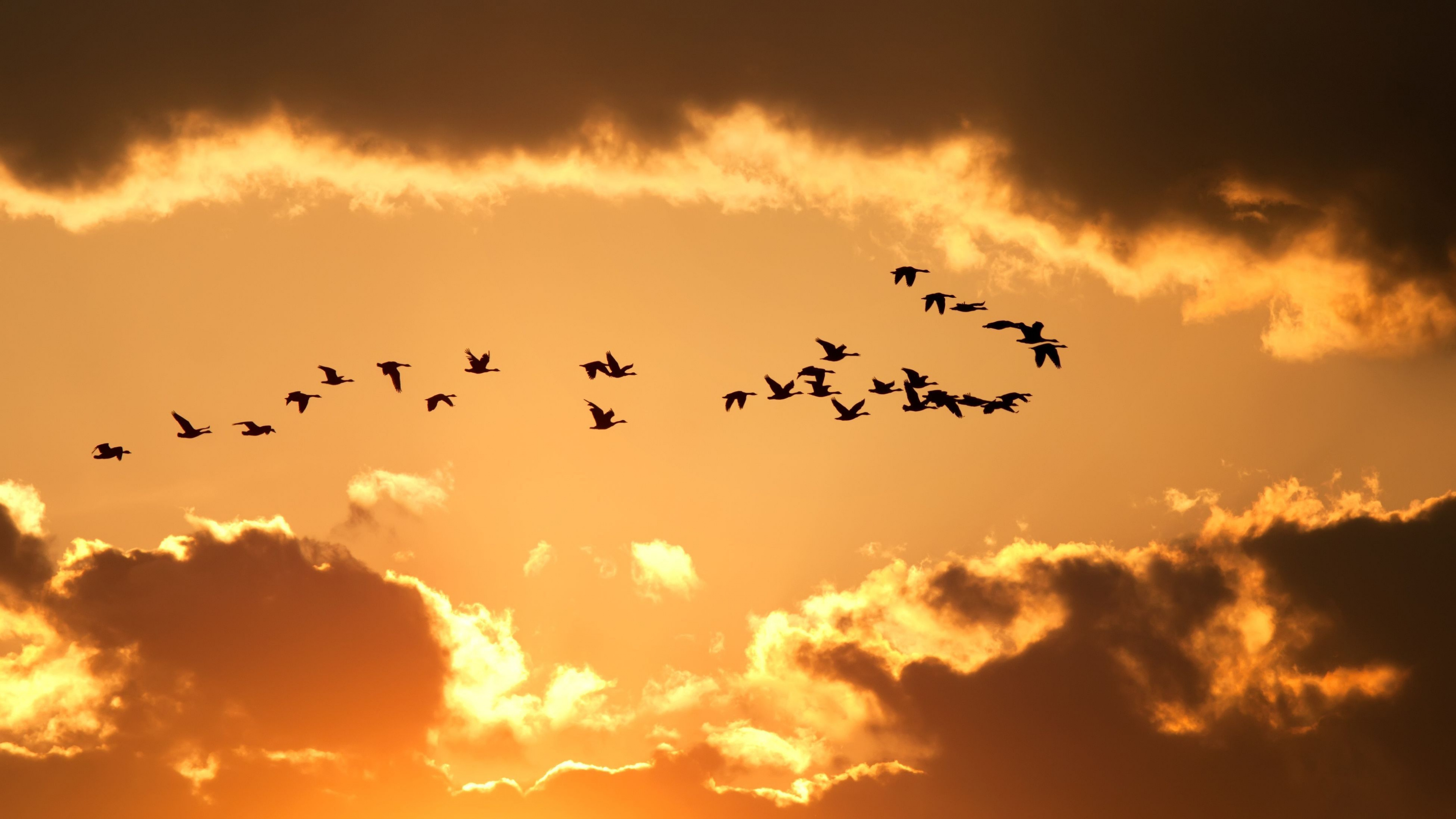 Pájaros Volando Bajo el Cielo Nublado Durante la Puesta de Sol. Wallpaper in 3840x2160 Resolution