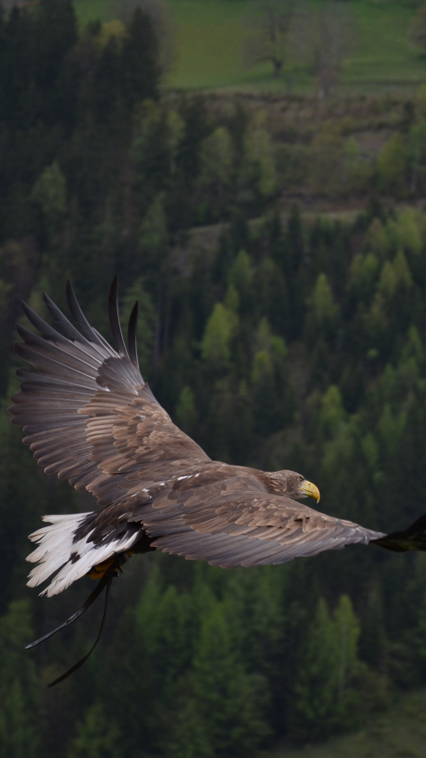 Schwarzer Und Weißer Adler, Der Tagsüber Über Grüne Bäume Fliegt. Wallpaper in 1440x2560 Resolution