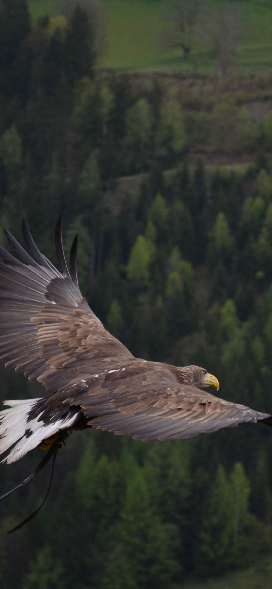 Águila en Blanco y Negro Volando Sobre Árboles Verdes Durante el Día. Wallpaper in 1125x2436 Resolution