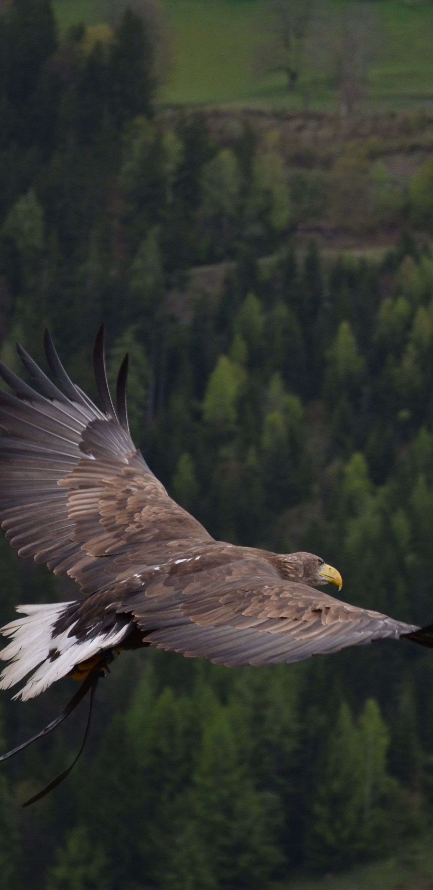Black and White Eagle Flying Over Green Trees During Daytime. Wallpaper in 1440x2960 Resolution