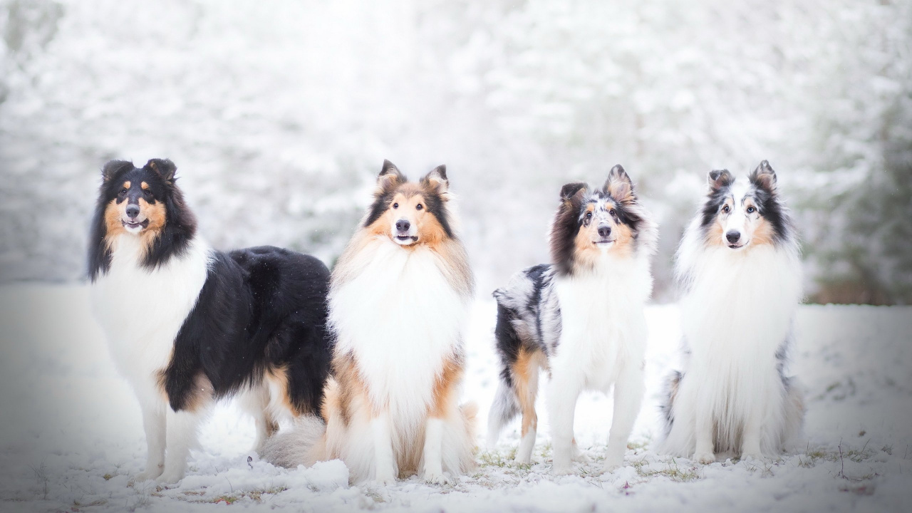 Collie, Rough Collie, Old English Sheepdog, Scotch Collie, Hunderasse. Wallpaper in 1280x720 Resolution