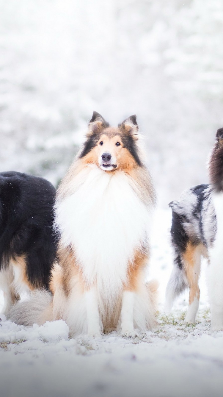 Collie, Rough Collie, Old English Sheepdog, Scotch Collie, Hunderasse. Wallpaper in 750x1334 Resolution