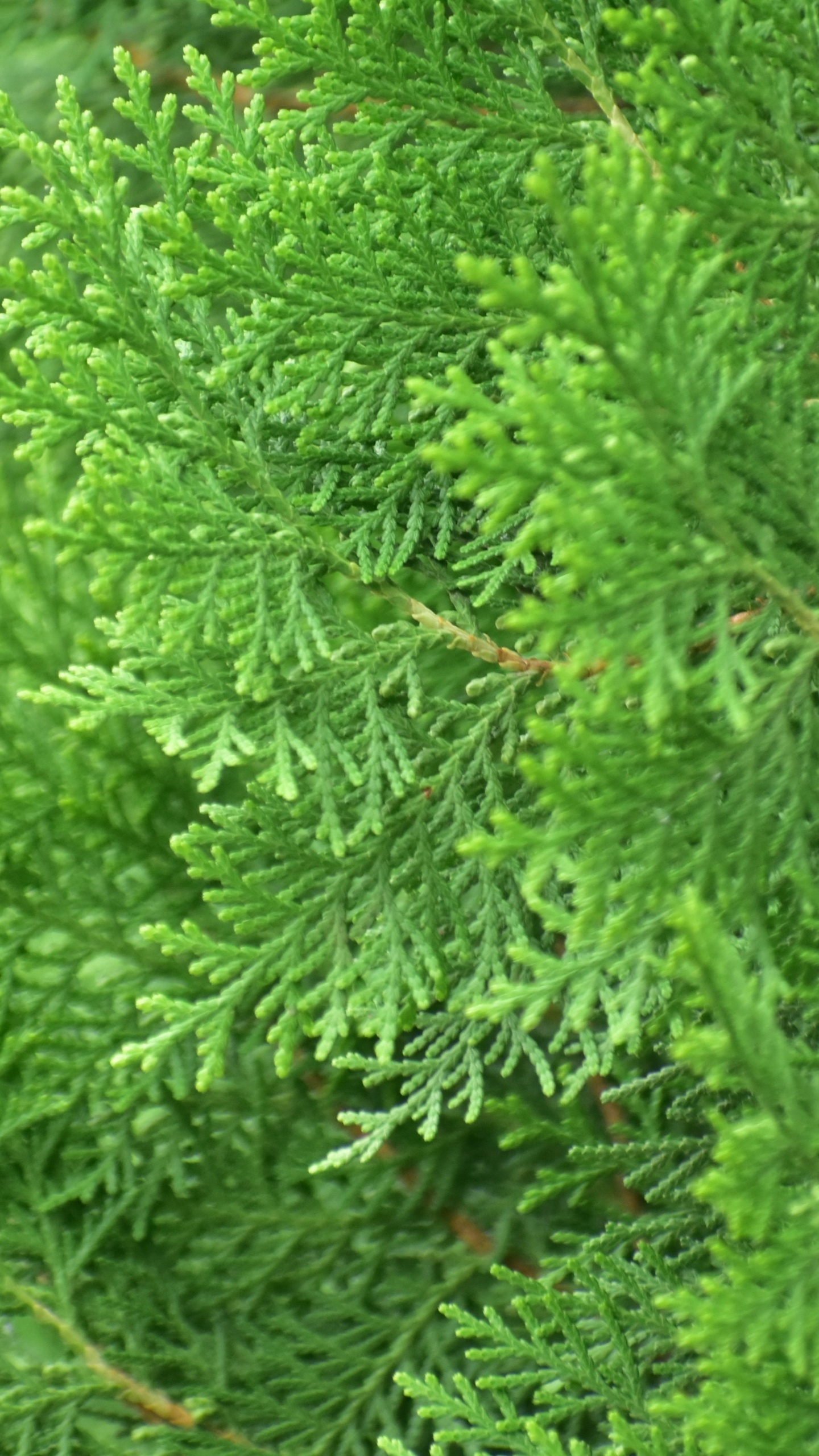 Planta Verde en Fotografía de Cerca. Wallpaper in 1440x2560 Resolution