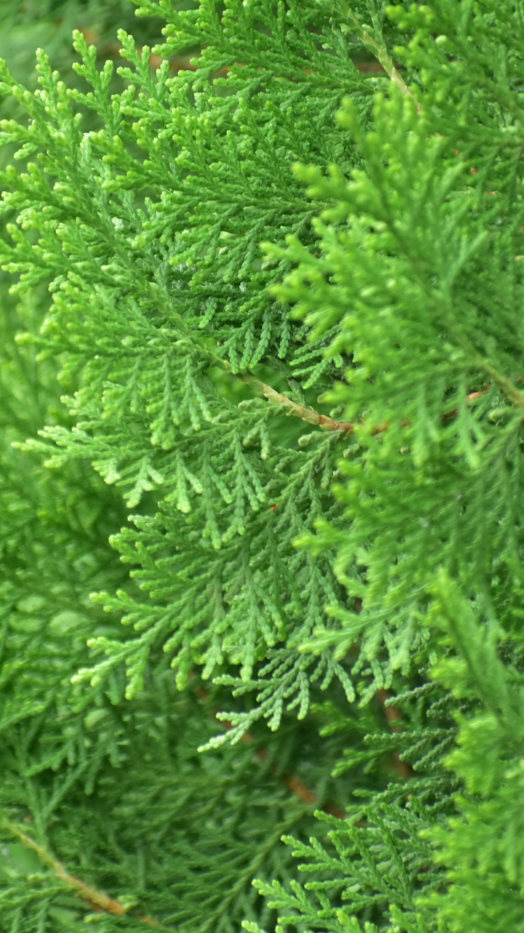 Green Plant in Close up Photography. Wallpaper in 750x1334 Resolution