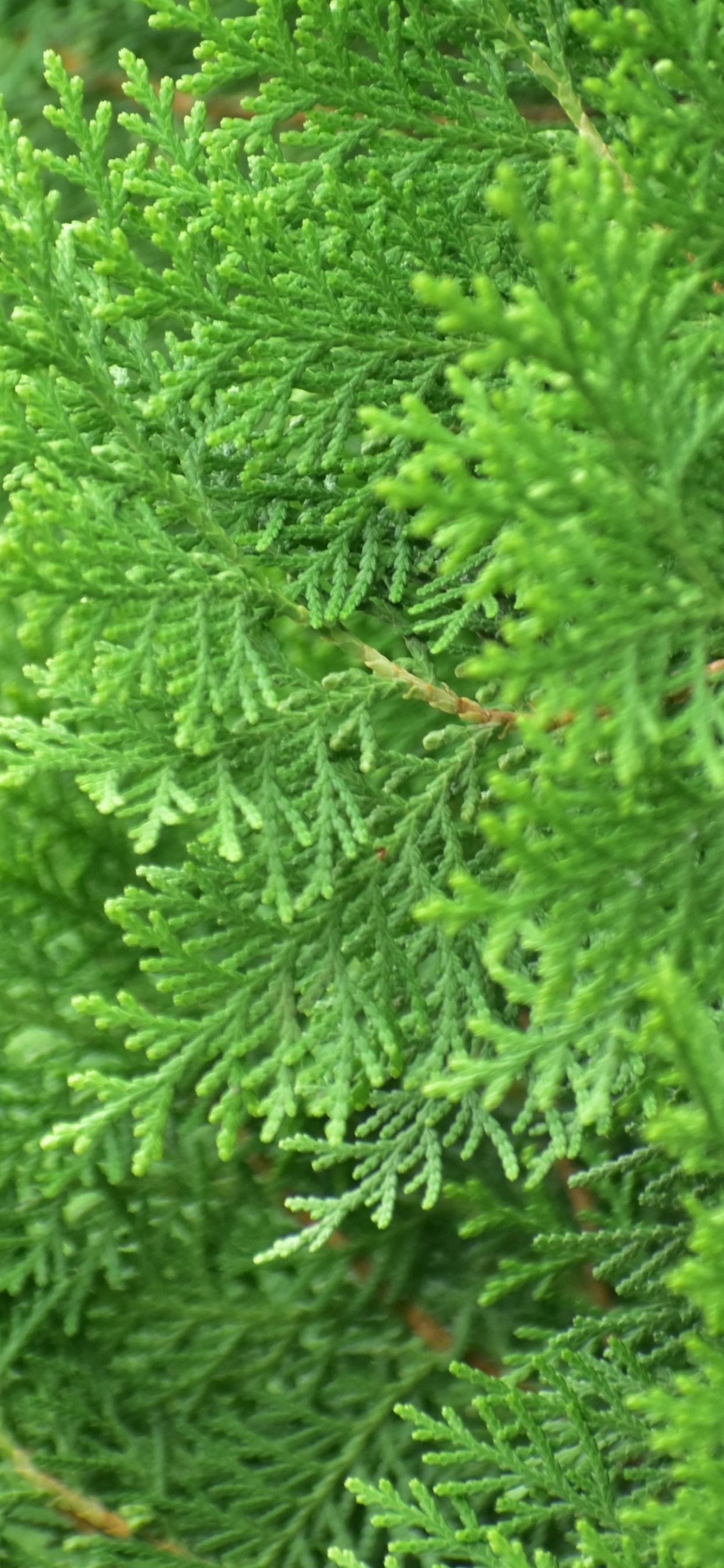 Plante Verte en Gros Plan. Wallpaper in 1242x2688 Resolution