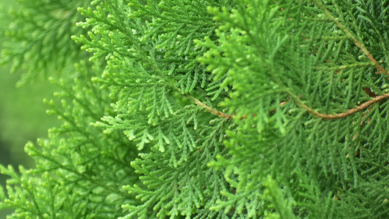 植被, Fir, Evergreen, 针叶树, 云杉林 壁纸 1280x720 允许