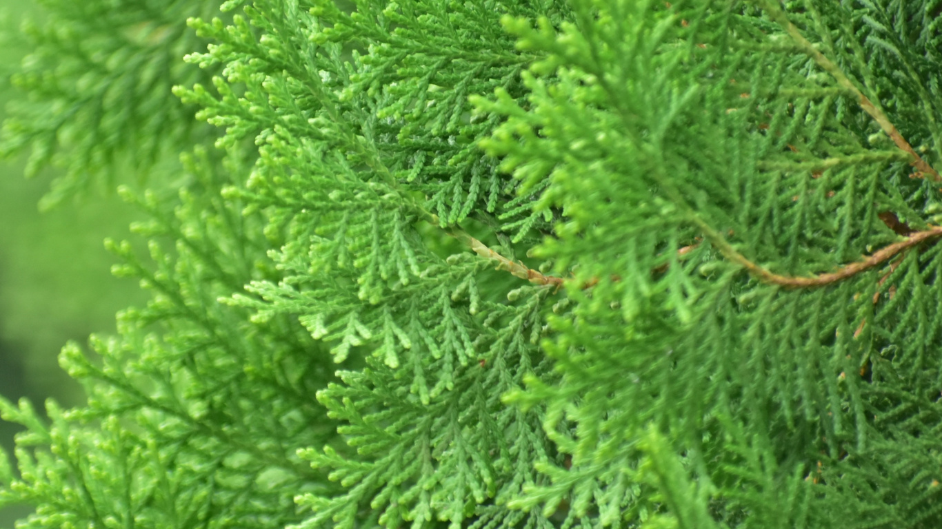 植被, Fir, Evergreen, 针叶树, 云杉林 壁纸 1366x768 允许