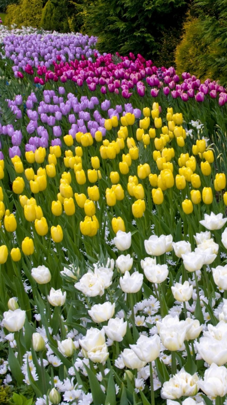 White and Yellow Flowers With Green Leaves. Wallpaper in 750x1334 Resolution