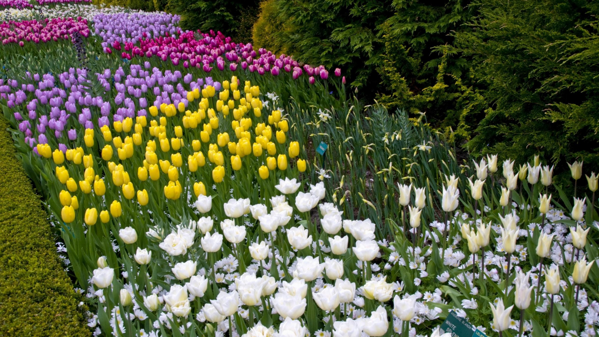 Weiße Und Gelbe Blüten Mit Grünen Blättern. Wallpaper in 1920x1080 Resolution