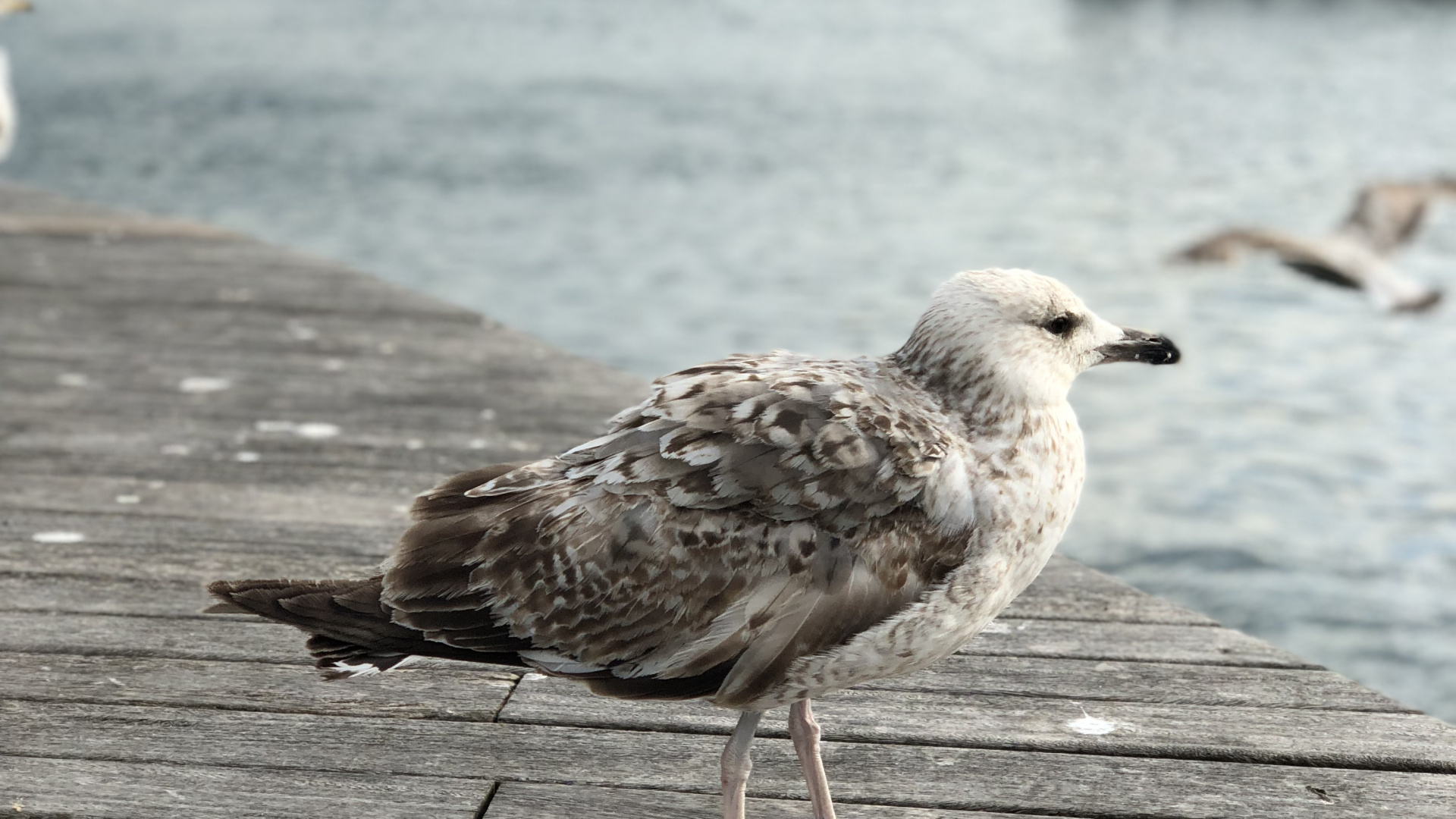 European Herring Gull, Gull, Water, Wood, Lari. Wallpaper in 1920x1080 Resolution