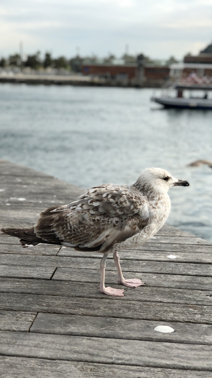 European Herring Gull, Gull, Water, Wood, Lari. Wallpaper in 720x1280 Resolution