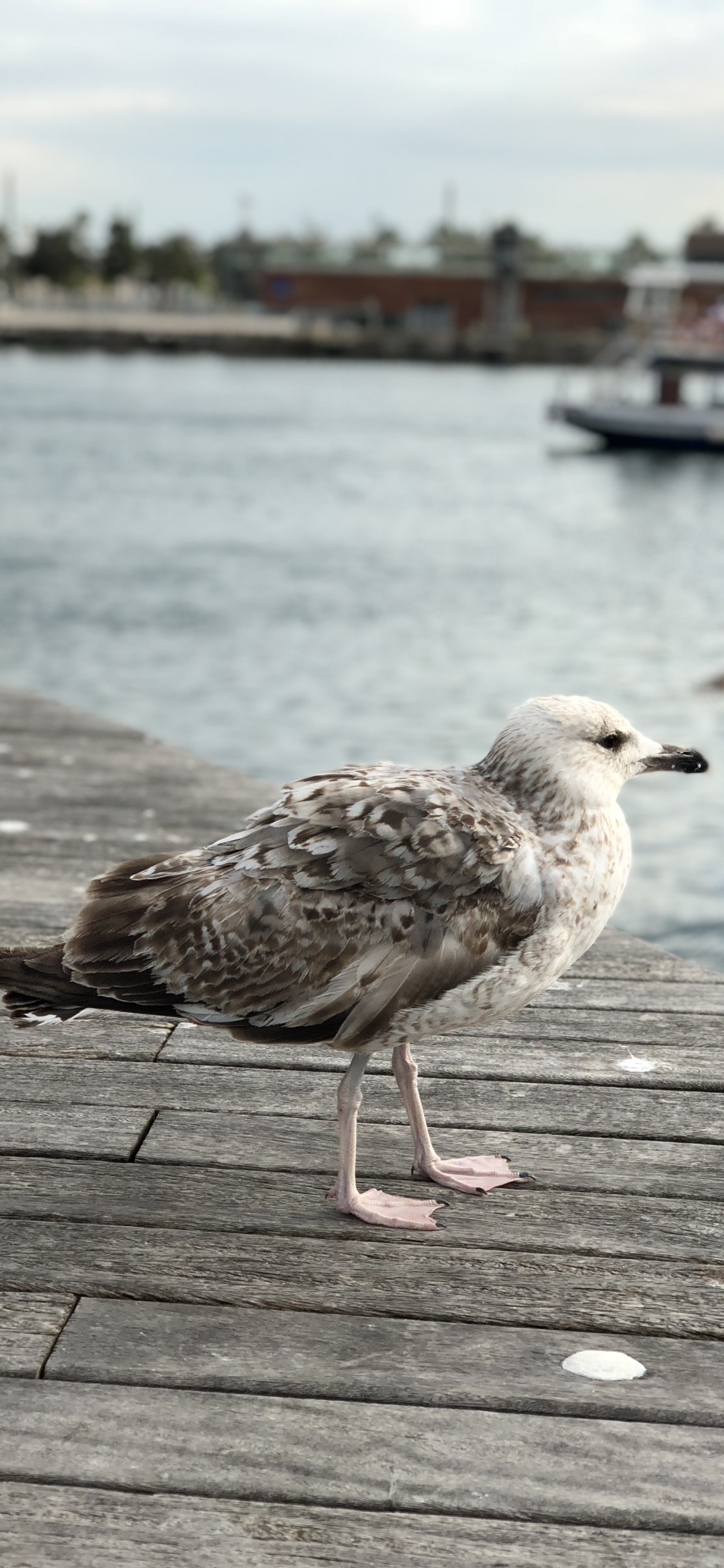 欧洲的银鸥, 鸥, 木, 鸟, 海鸟 壁纸 1125x2436 允许