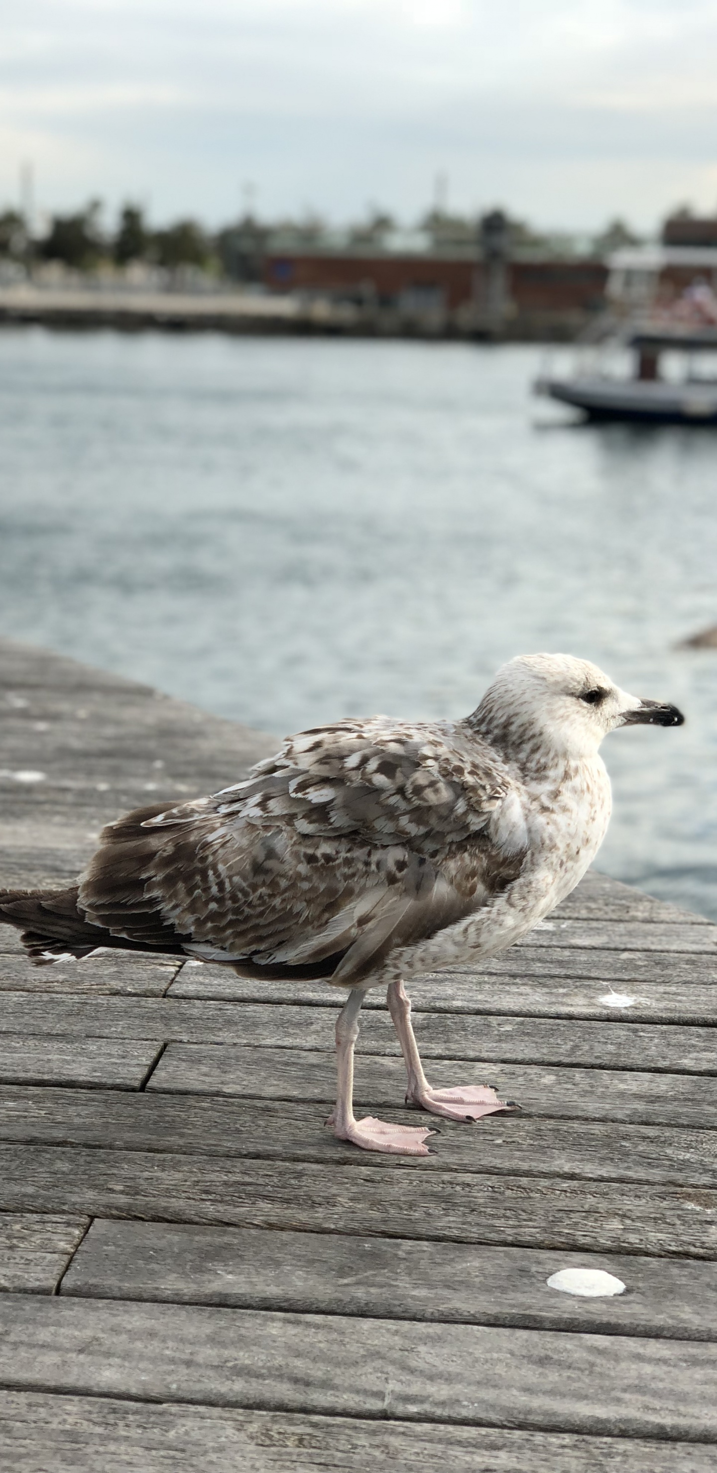 欧洲的银鸥, 鸥, 木, 鸟, 海鸟 壁纸 1440x2960 允许