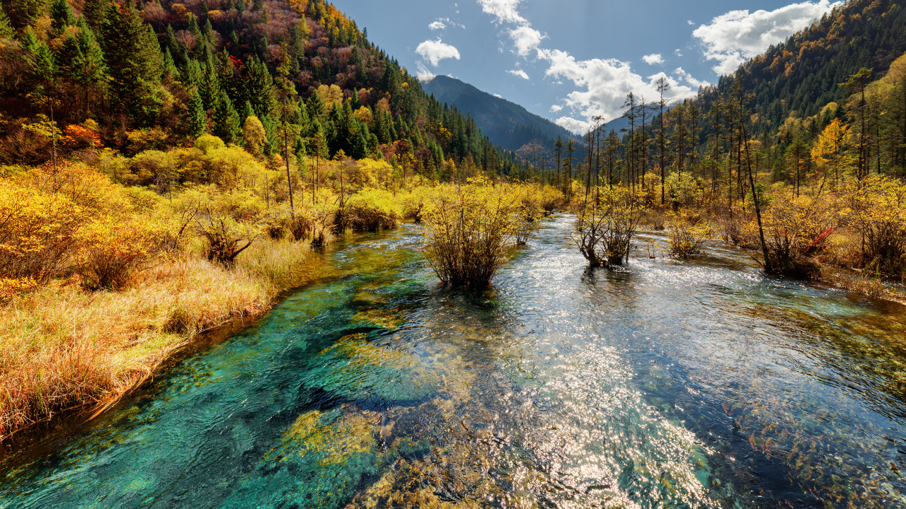 Green and Brown Trees Near Body of Water During Daytime. Wallpaper in 1280x720 Resolution