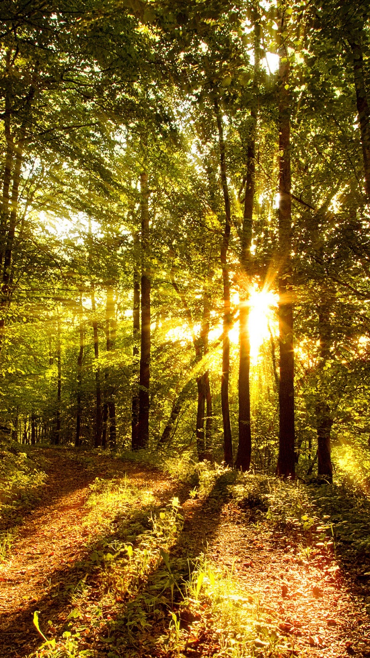 森林, 性质, 林地, 植被, 路径 壁纸 720x1280 允许