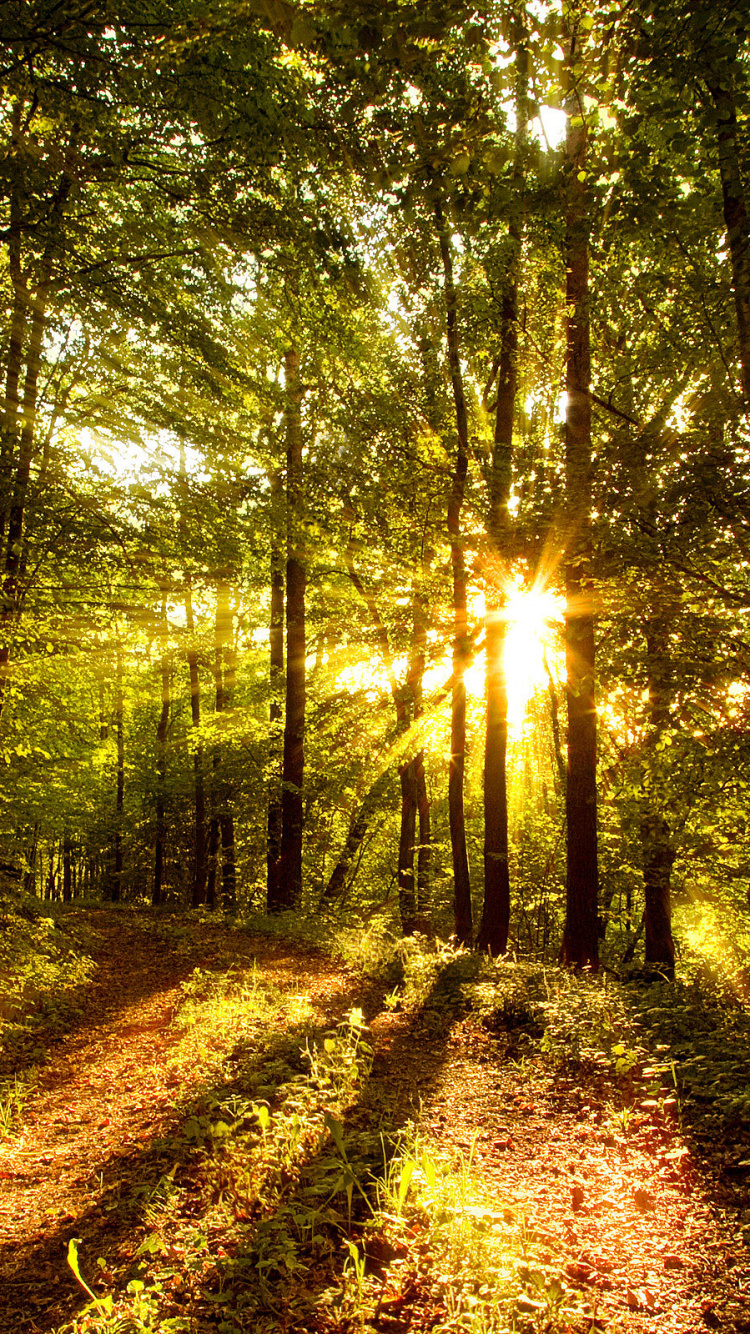 Braune Blätter Auf Dem Boden, Tagsüber Von Bäumen Umgeben. Wallpaper in 750x1334 Resolution