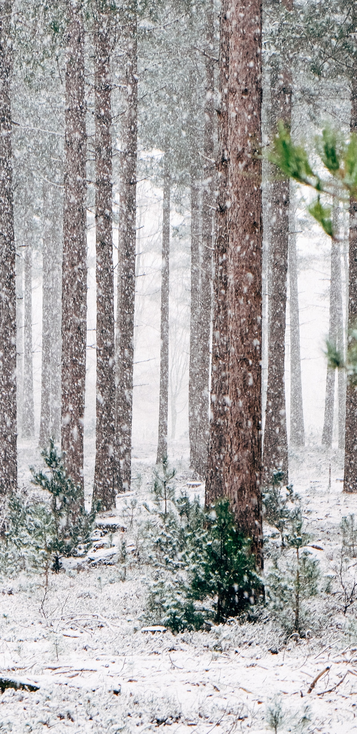 Pine Trees Winter, Winter, Pine, Tree, Snow. Wallpaper in 1440x2960 Resolution