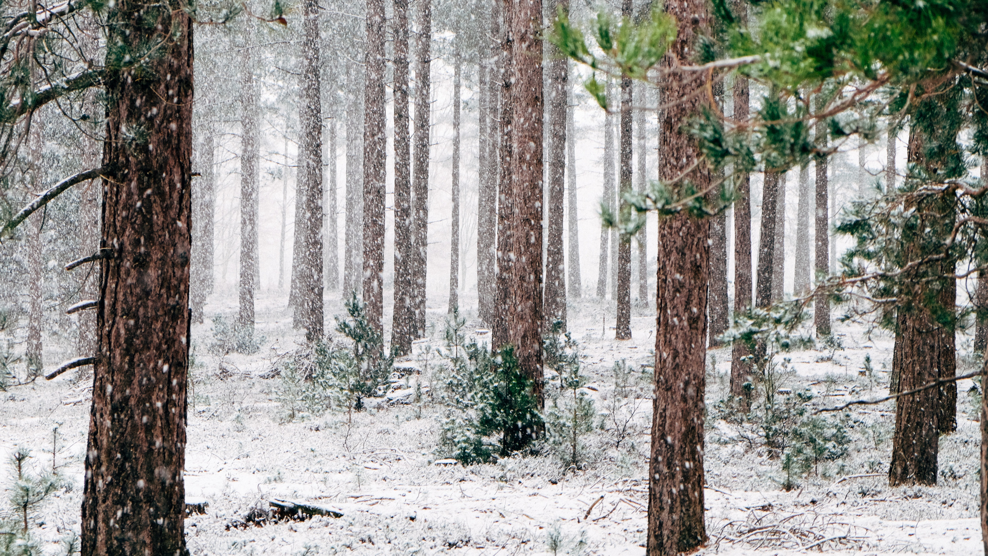 Pine Trees Winter, Winter, Pine, Tree, Snow. Wallpaper in 1920x1080 Resolution