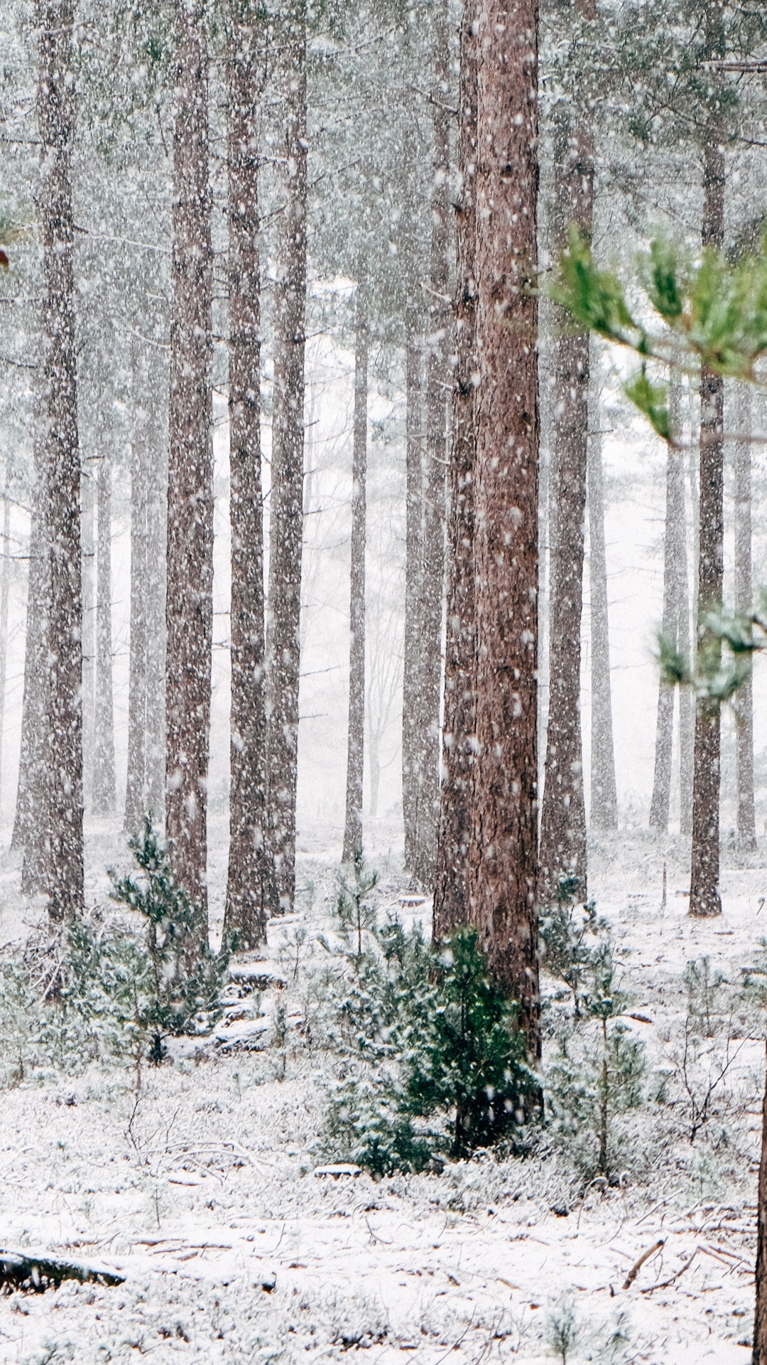 Pinos Invierno, Invierno, Pino, Nieve, Evergreen. Wallpaper in 1080x1920 Resolution