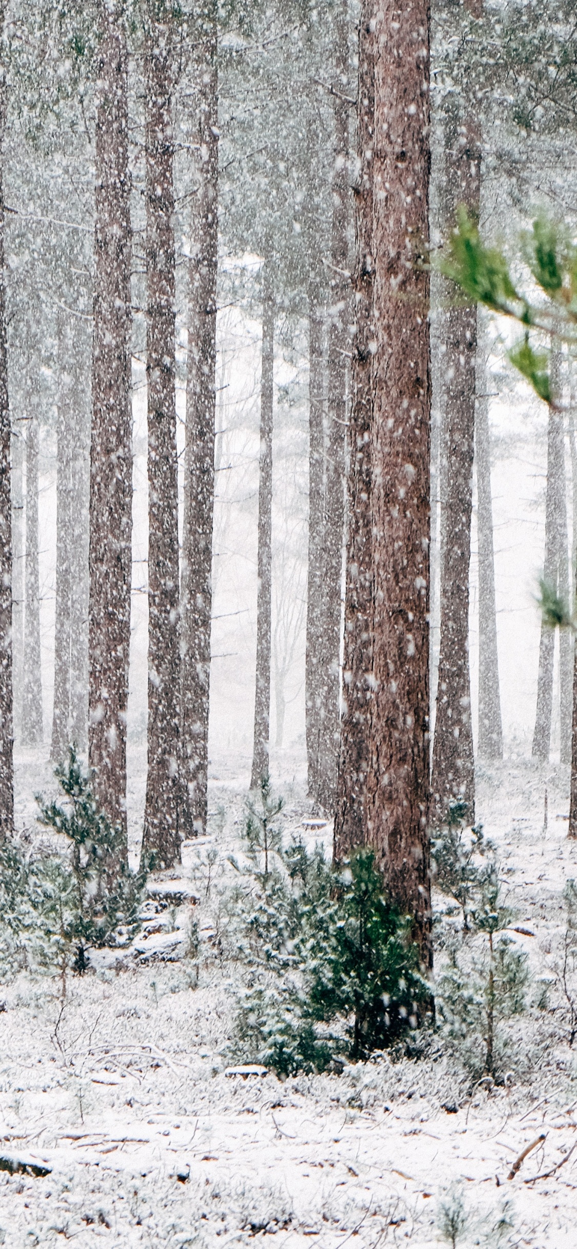 Pinos Invierno, Invierno, Pino, Nieve, Evergreen. Wallpaper in 1125x2436 Resolution