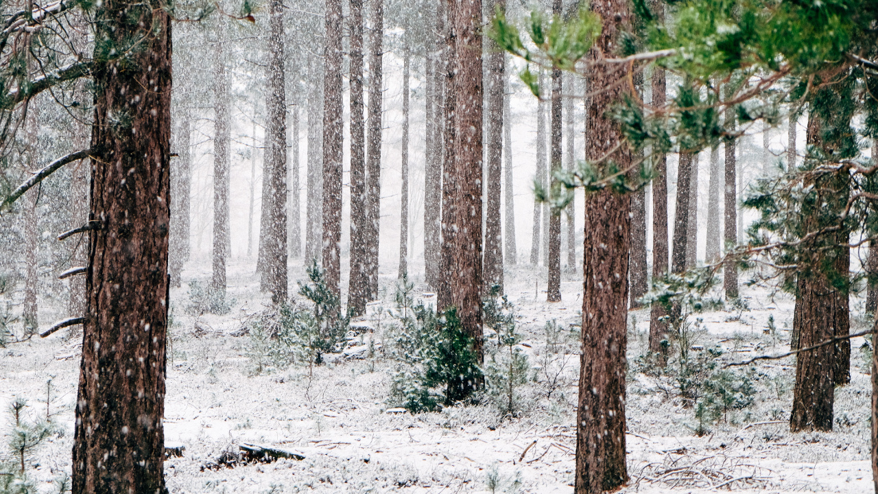 Pinos Invierno, Invierno, Pino, Nieve, Evergreen. Wallpaper in 1280x720 Resolution
