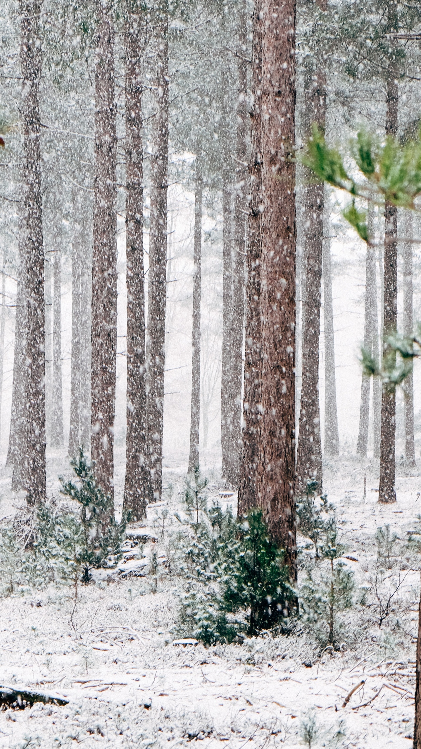 Pinos Invierno, Invierno, Pino, Nieve, Evergreen. Wallpaper in 1440x2560 Resolution