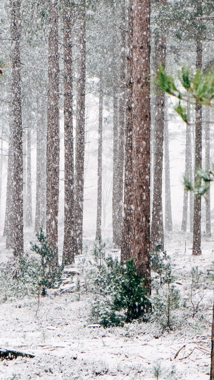 Pinos Invierno, Invierno, Pino, Nieve, Evergreen. Wallpaper in 720x1280 Resolution