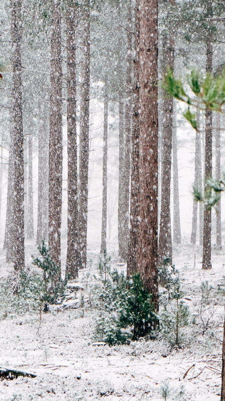 Pinos Invierno, Invierno, Pino, Nieve, Evergreen. Wallpaper in 750x1334 Resolution