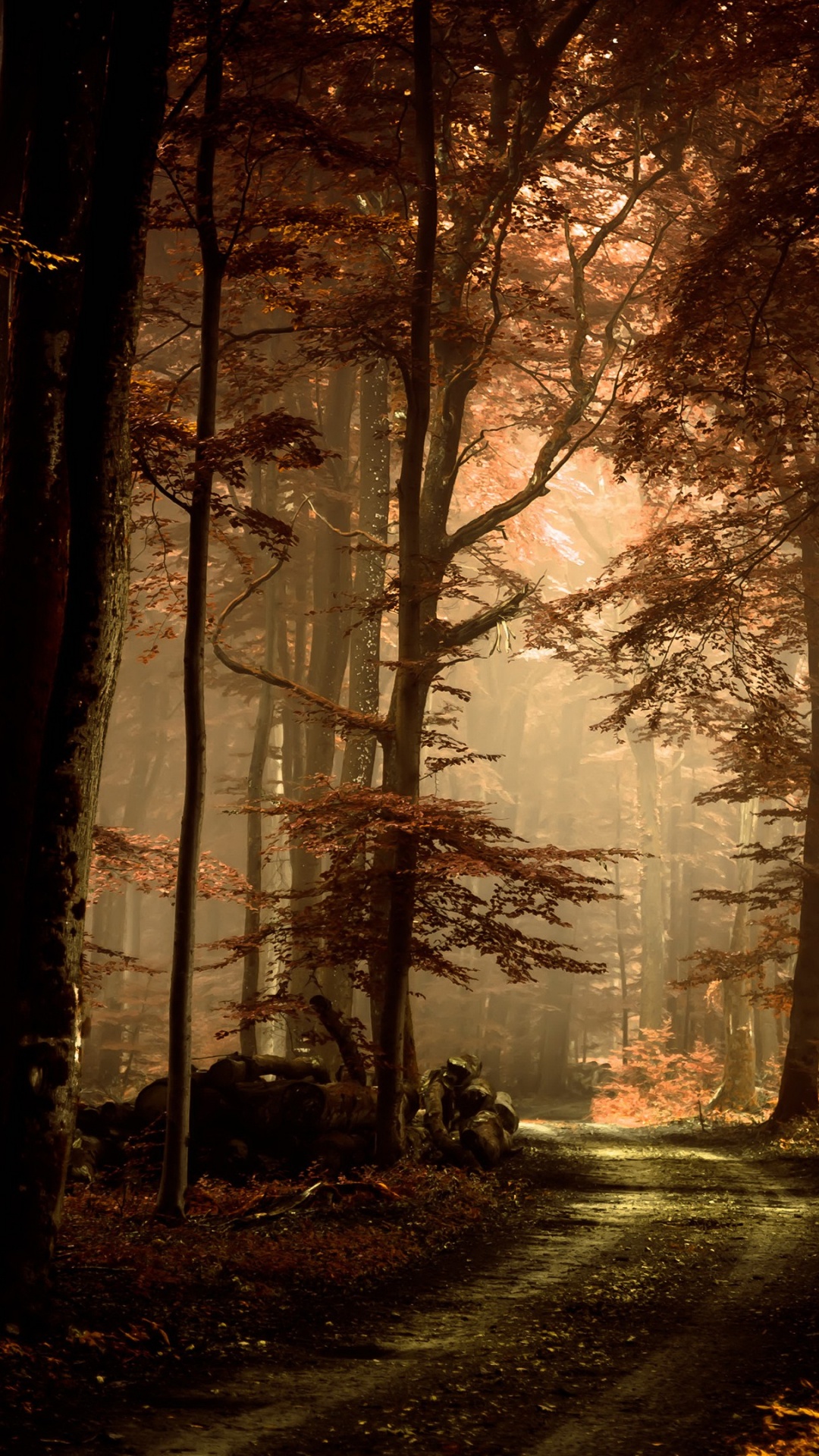 森林, 性质, 林地, 阳光, Grove 壁纸 1080x1920 允许