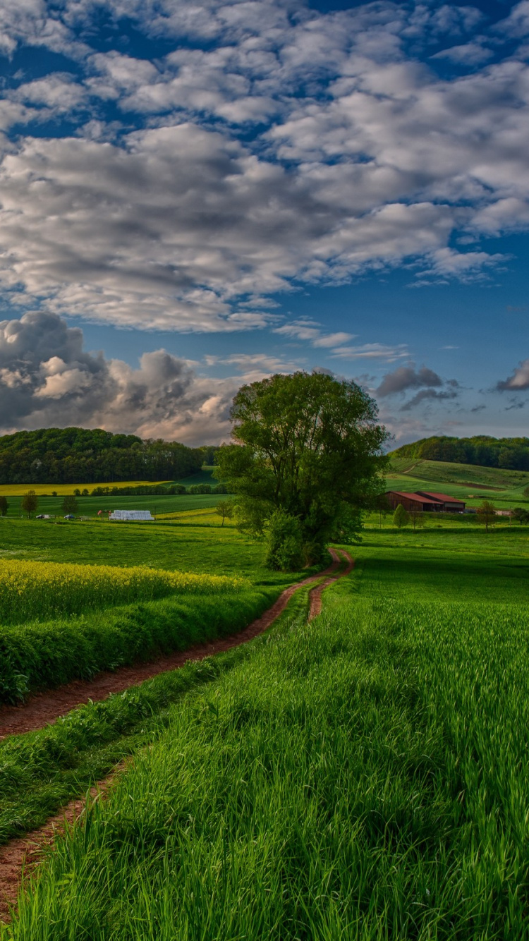 Green Grass Field Under Blue Sky During Daytime. Wallpaper in 750x1334 Resolution
