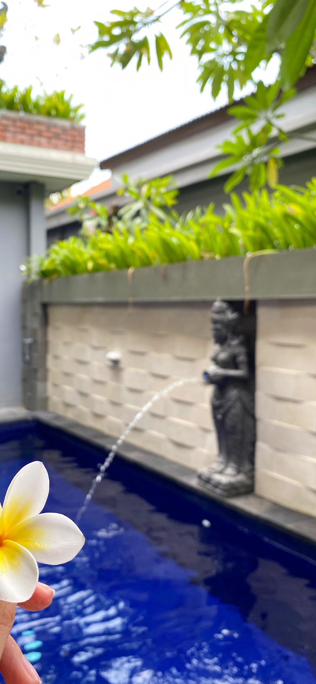 Blatt, Pool, Immobilie, Wasser, Majorelle-blau. Wallpaper in 1242x2688 Resolution