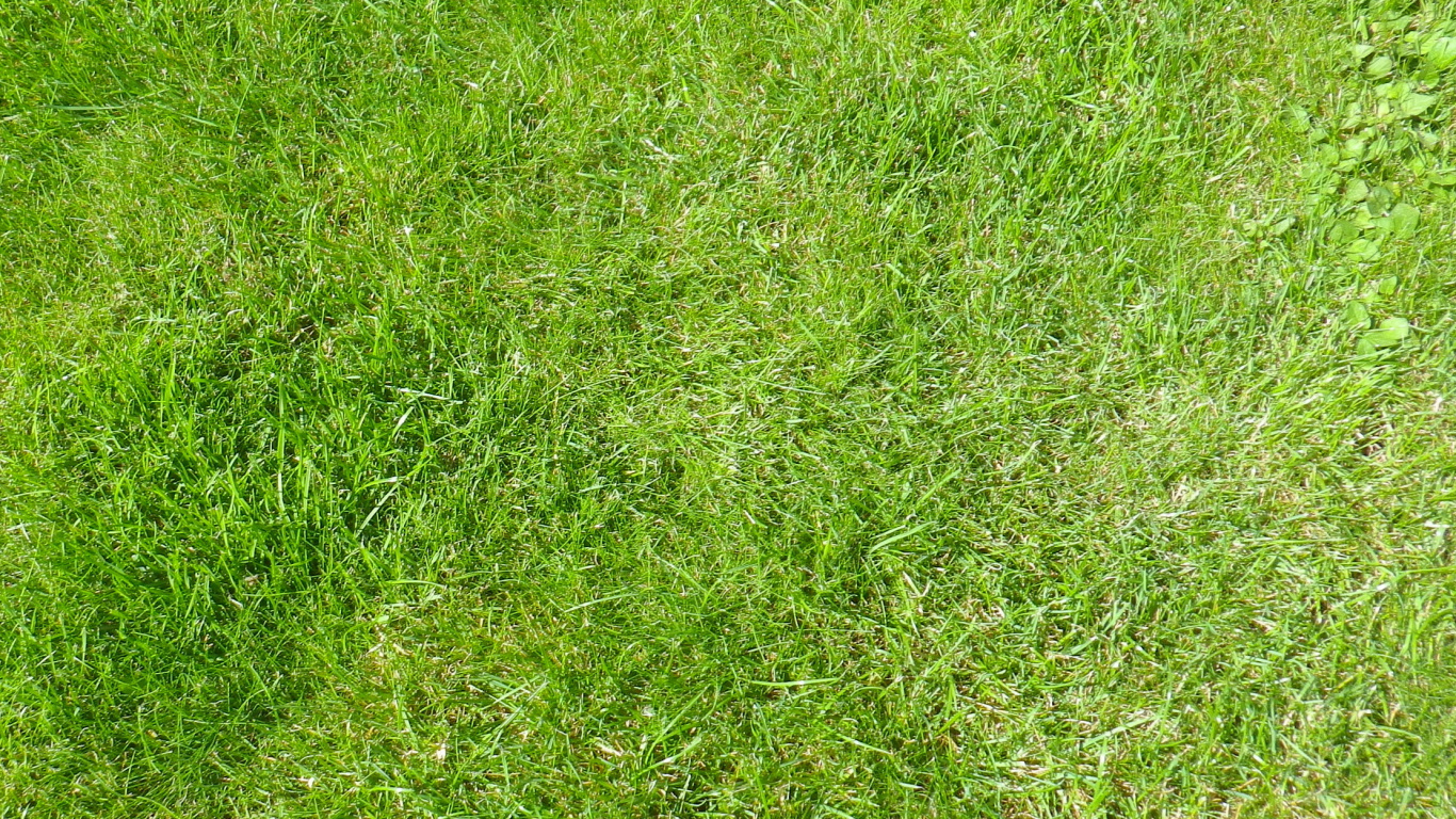 Green Grass Field During Daytime. Wallpaper in 1366x768 Resolution
