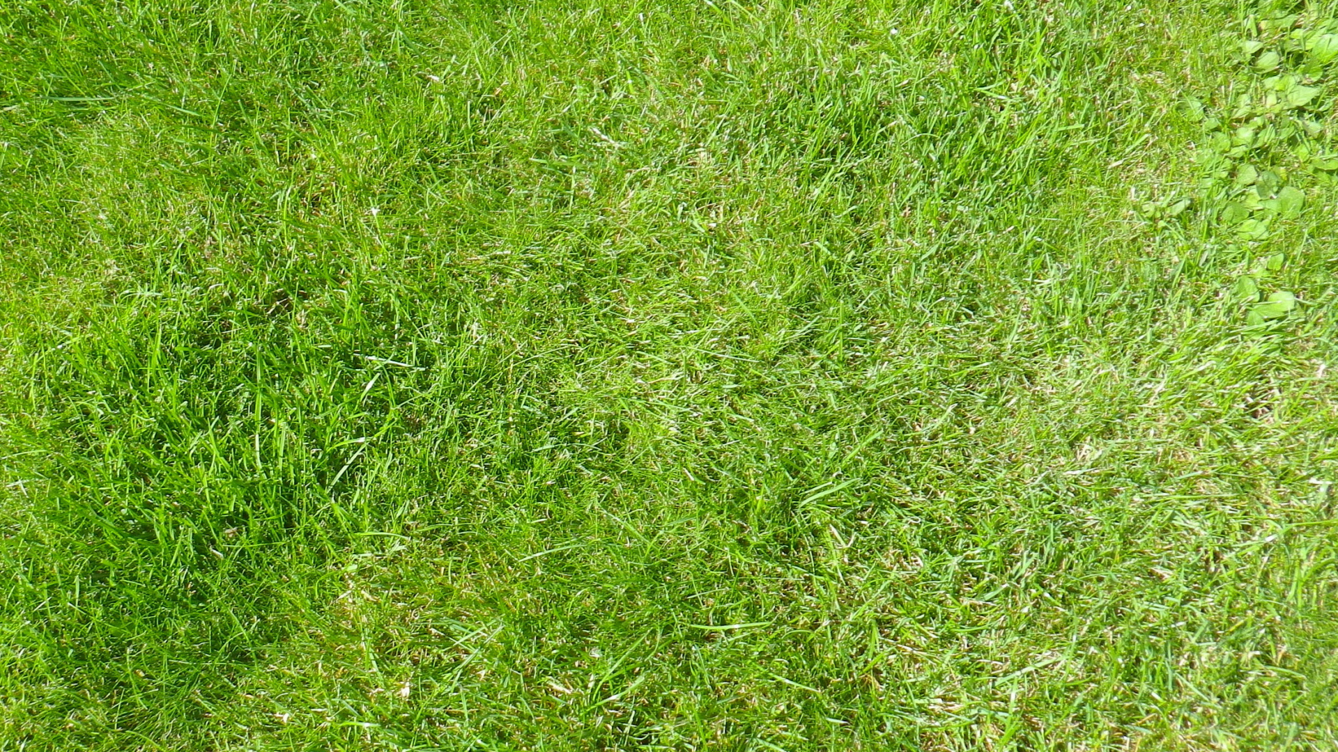 Green Grass Field During Daytime. Wallpaper in 1920x1080 Resolution