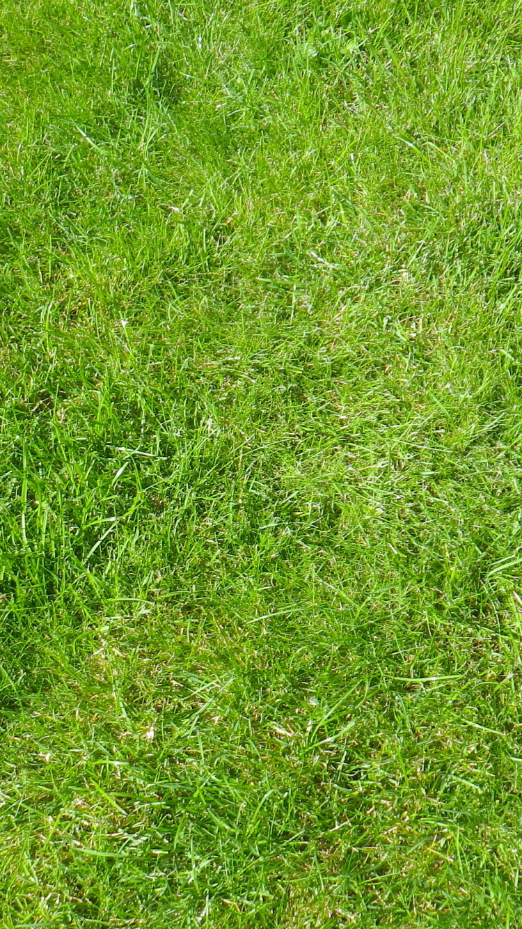 Champ D'herbe Verte Pendant la Journée. Wallpaper in 750x1334 Resolution