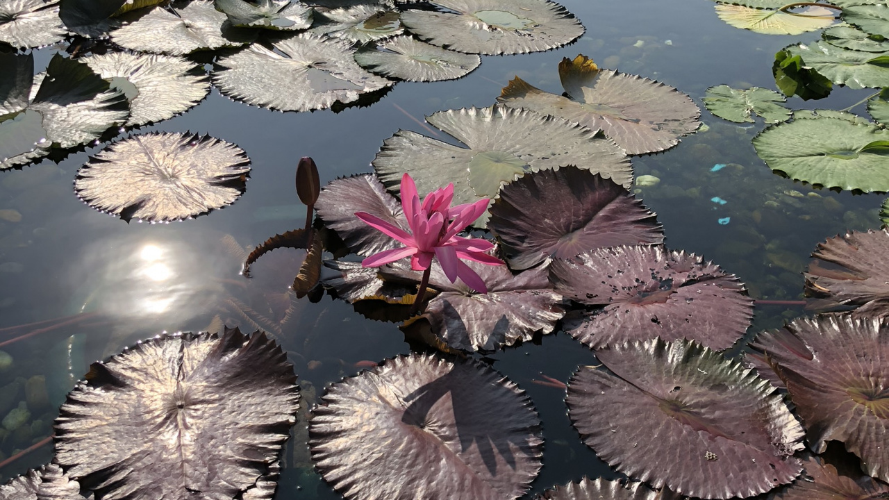 Water, Body of Water, Aquatic Plant, Pond, Flower. Wallpaper in 1280x720 Resolution