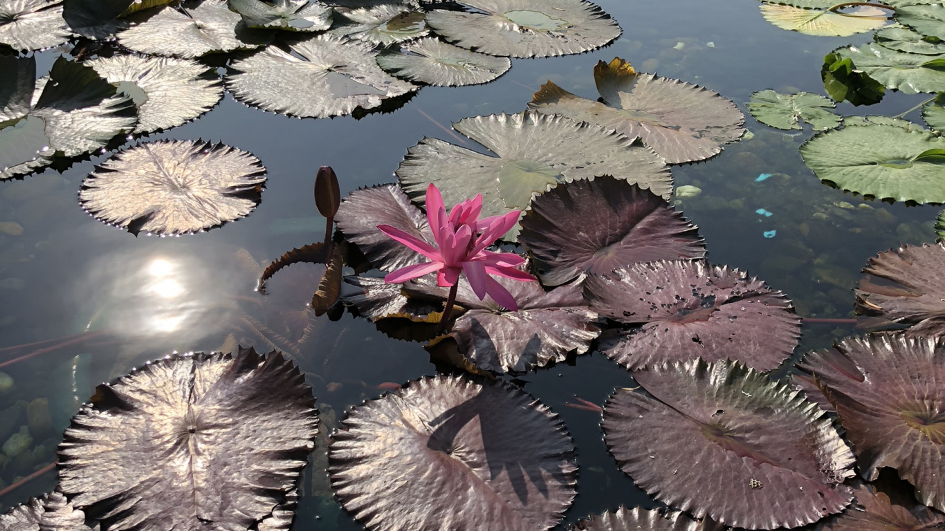 Water, Body of Water, Aquatic Plant, Pond, Flower. Wallpaper in 1366x768 Resolution