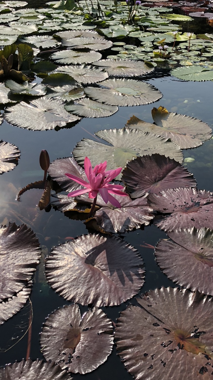 Water, Body of Water, Aquatic Plant, Pond, Flower. Wallpaper in 720x1280 Resolution