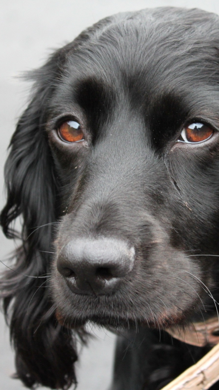 Black Long Coated Dog on White Textile. Wallpaper in 750x1334 Resolution