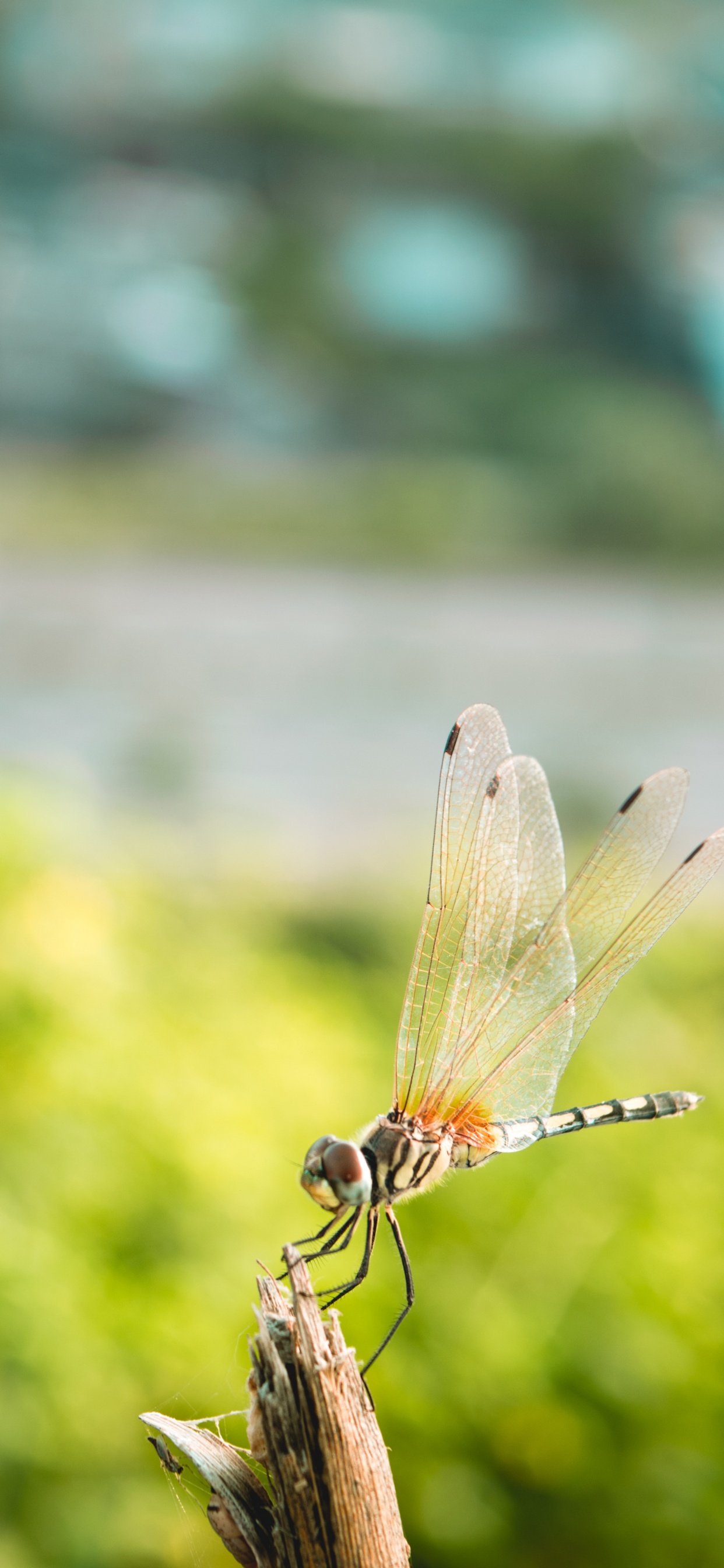 昆虫, 蜻蜓和damseflies, 翼, 关闭了, 豆娘 壁纸 1242x2688 允许
