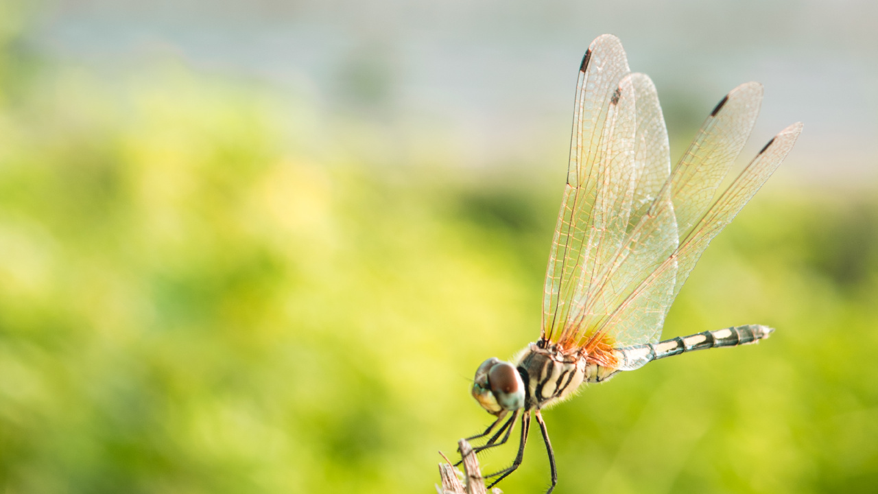昆虫, 蜻蜓和damseflies, 翼, 关闭了, 豆娘 壁纸 1280x720 允许