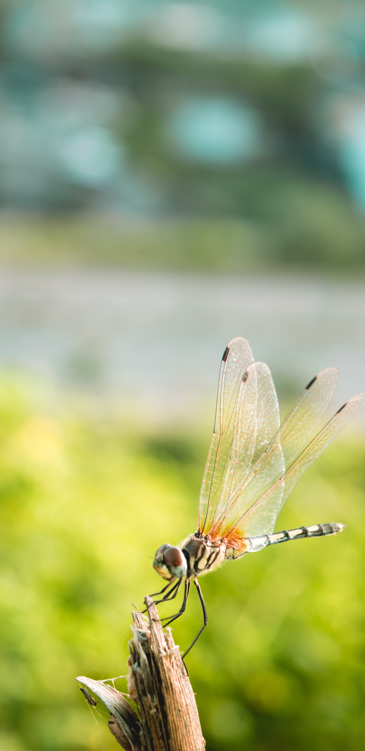 Libélula Marrón Encaramado Sobre la Hoja Verde en la Fotografía de Cerca Durante el Día. Wallpaper in 1440x2960 Resolution
