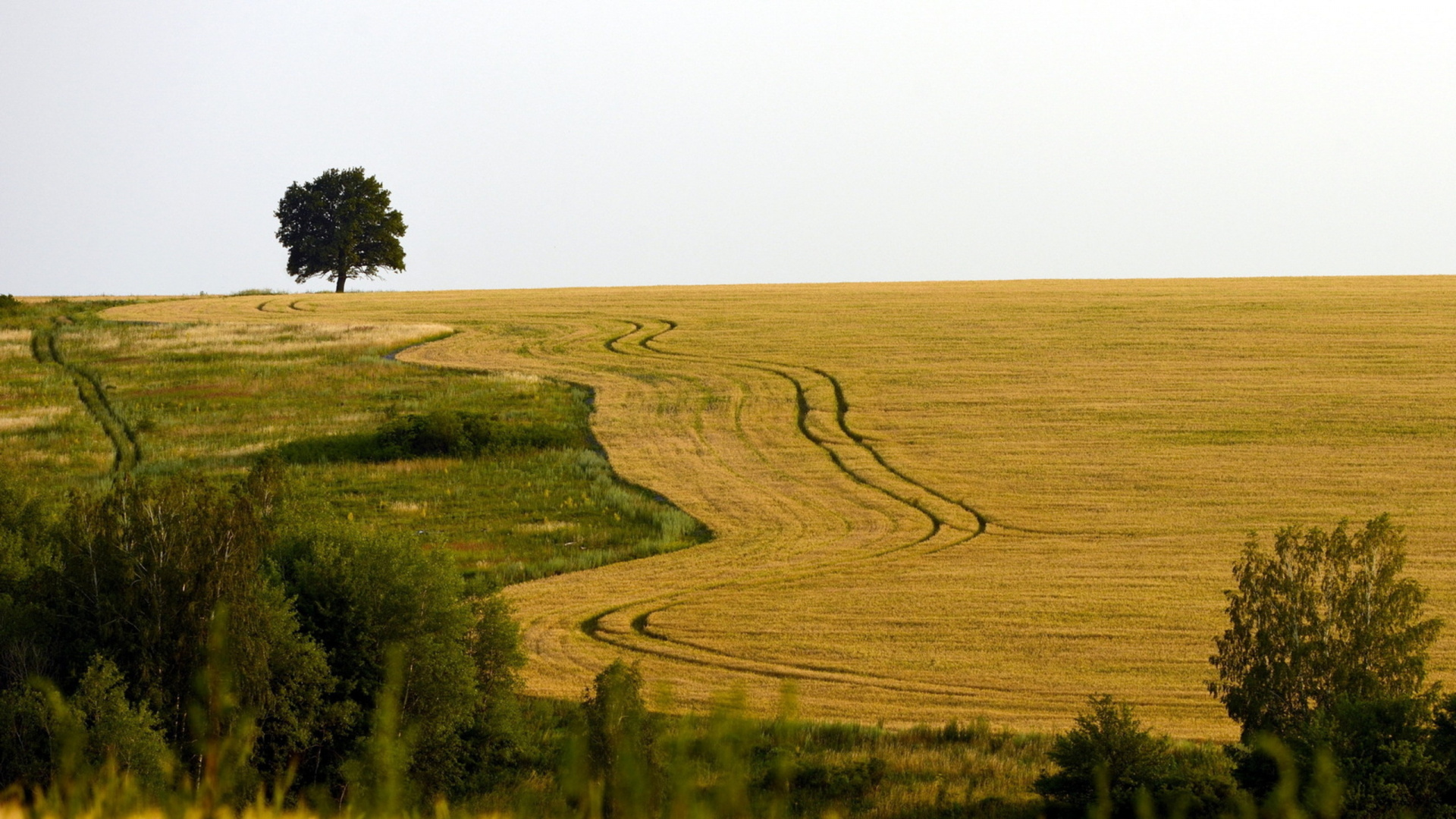 Campo de Hierba Verde Durante el Día. Wallpaper in 1920x1080 Resolution