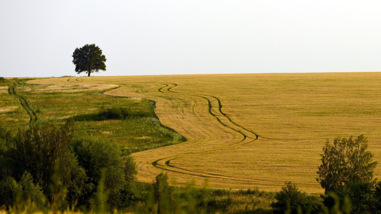 Green Grass Field During Daytime. Wallpaper in 1280x720 Resolution